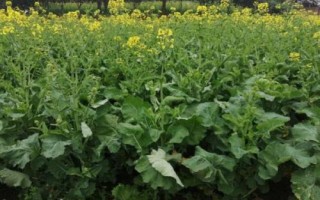 北方什么时候种油菜,一般在春季3-4月播种