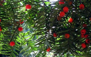 红豆杉的养殖方法，选择pH值在5.5-7.0之间的土壤