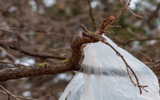 果树冬季清园时间，在12月份左右清园不会伤害植株