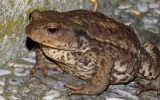 蟾蜍真的会吃蛇吗，会捕食蛇类且不罕见