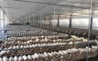 金针菇的种植方法，菌袋适合放置在20-25℃培育室内