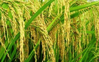 亚两优黄莉占水稻品种的特性,每亩秧田播种量8-10千克