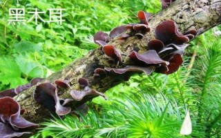 南方适合种哪些水果,海南省和云南省适合种植榴莲