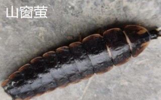 萤火虫种类,不同品种的体型不同
