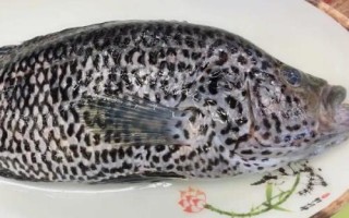 花斑鱼和鲈鱼怎么做才好吃，可采用清蒸、红烧等烹饪方式