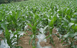 豫禾988玉米种子特征特性，以充分发挥该品种的高产潜力