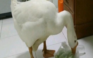 鹅能当宠物养吗，鹅可以当宠物养