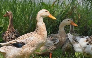 鸭子喜欢在笼子里生活吗,鸭子喜欢在水里活动而不是在笼子里生活