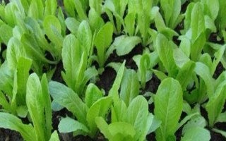小白菜的种植方法,一年四季均可种植