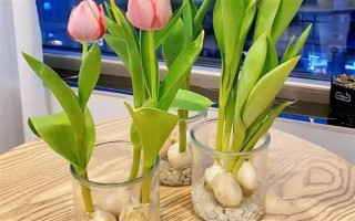 郁金香种一次就会死亡吗，属于多年生草本植物可以重复栽种