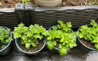 菊花适合几月份掐头，在3-4月份掐头可抑制徒长