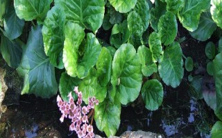 岩白菜如何种植，春夏秋三个季节均可播种