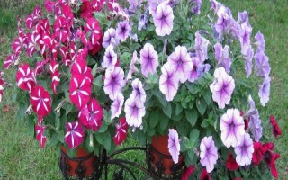 矮牵牛的栽种要点,夏季和秋季均可播种