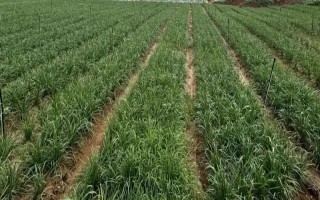 种植韭菜用什么肥料，不同生长阶段所需肥不同