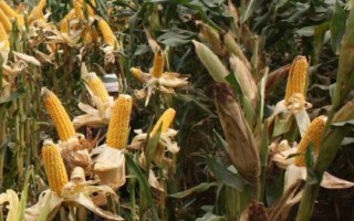 Z868玉米种子特点，中抗灰斑病