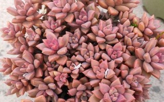 姬胧月怎么养爆盆，千万不要使其缺乏光照