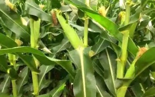 甜糯桃花红玉米种子特点,每亩适宜密度3500株