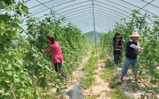 苦瓜的整枝打叉方法，把枝蔓顶端的叶梢剪除可促进侧枝生长