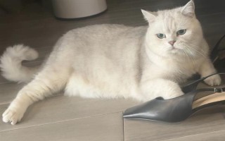 家庭养猫可以使用蚊香吗,短时间摄入过量菊酯会出现中毒症状