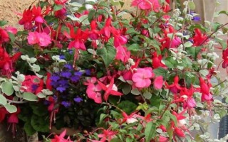 倒挂金钟的养殖方法，生长旺季每周追施一次肥料