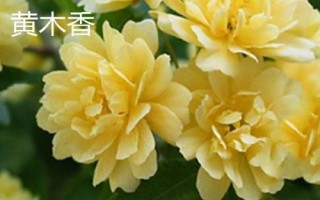 木香花苗的价格,与产地、苗龄、品种有关