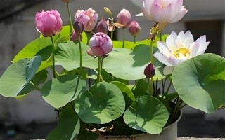 碗莲荷花种子的种植方法，种子通常需要人工开口