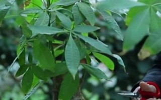 春天发财树怎么修剪，春季将生长过长的枝叶截短