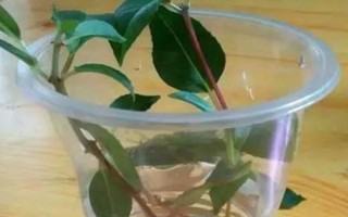 灯笼花水扦插能活吗，可以成活但要选择健康的枝条