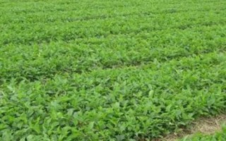 半夏是什么植物，是多年生草本植物