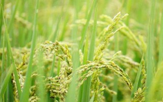 两优711水稻品种简介,每亩栽插7万穴左右