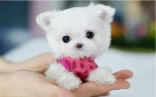 茶杯犬的由来，是基因突变产生的