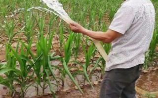 粘玉米的田间管理方法,在4-5片叶时开始定苗