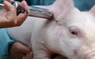 猪的哪个部位适合采血,取决于猪的重量等条件