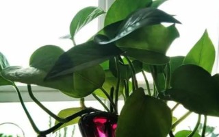 在家养绿萝应该摆放在哪，客厅、卧室、厨房都是合适的位置