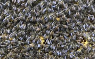 分蜂的前兆，蜂群安静的时间会变得越来越多