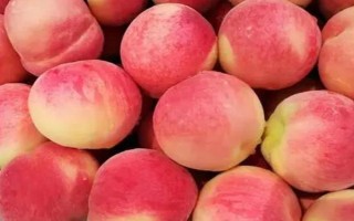 水蜜桃成熟所需时间，开花后需要3-4个月才能结果成熟