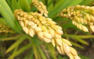 泸两优晶灵水稻种简介,秧田期注意防治稻蓟马