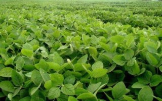 圣豆3号大豆品种的特性,密度适当增加