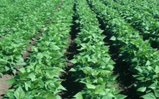 种植红豆的时间和方法，一般为每年5-6月份