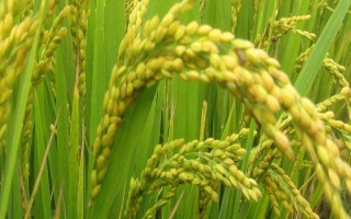 两优3325水稻种子简介,中籼两系杂交稻品种