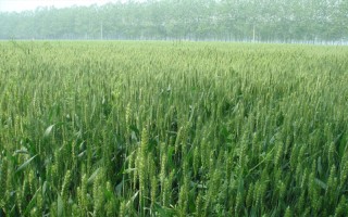 云麦64小麦种子特征特性,平均生育期169天