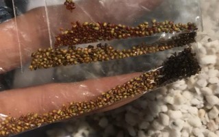 哪些因素会影响草莓膨大,主要有种子、温度、光照等5个原因