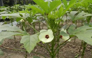 黄秋葵和绿秋葵的区别，二者没有区别