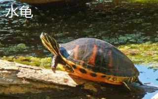 水龟和半水龟有什么区别，对水的依赖性不同