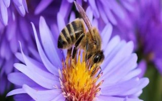 蜜蜂的种类，全世界一共有9种