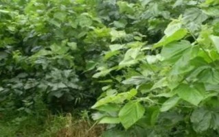 如何挑选桑树种子，应选购通过审定、包装规范、个体饱满的种子