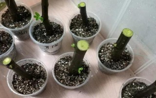 扦插九里香怎么快速生根，可从母株上剪取带有芽点的枝条插入土壤中