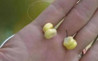 钓草鱼能用玉米吗,钓底和钓浮都可以