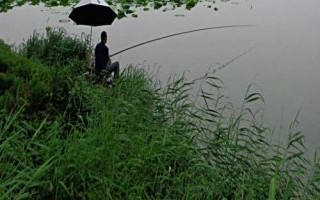 三月雨后如何钓鱼,首选水深1-2米的浅滩作为钓点
