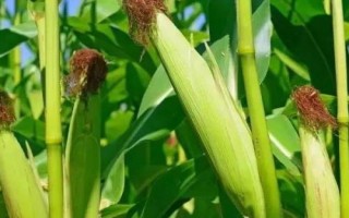 辉玉918玉米种子简介,注意防治丝黑穗病